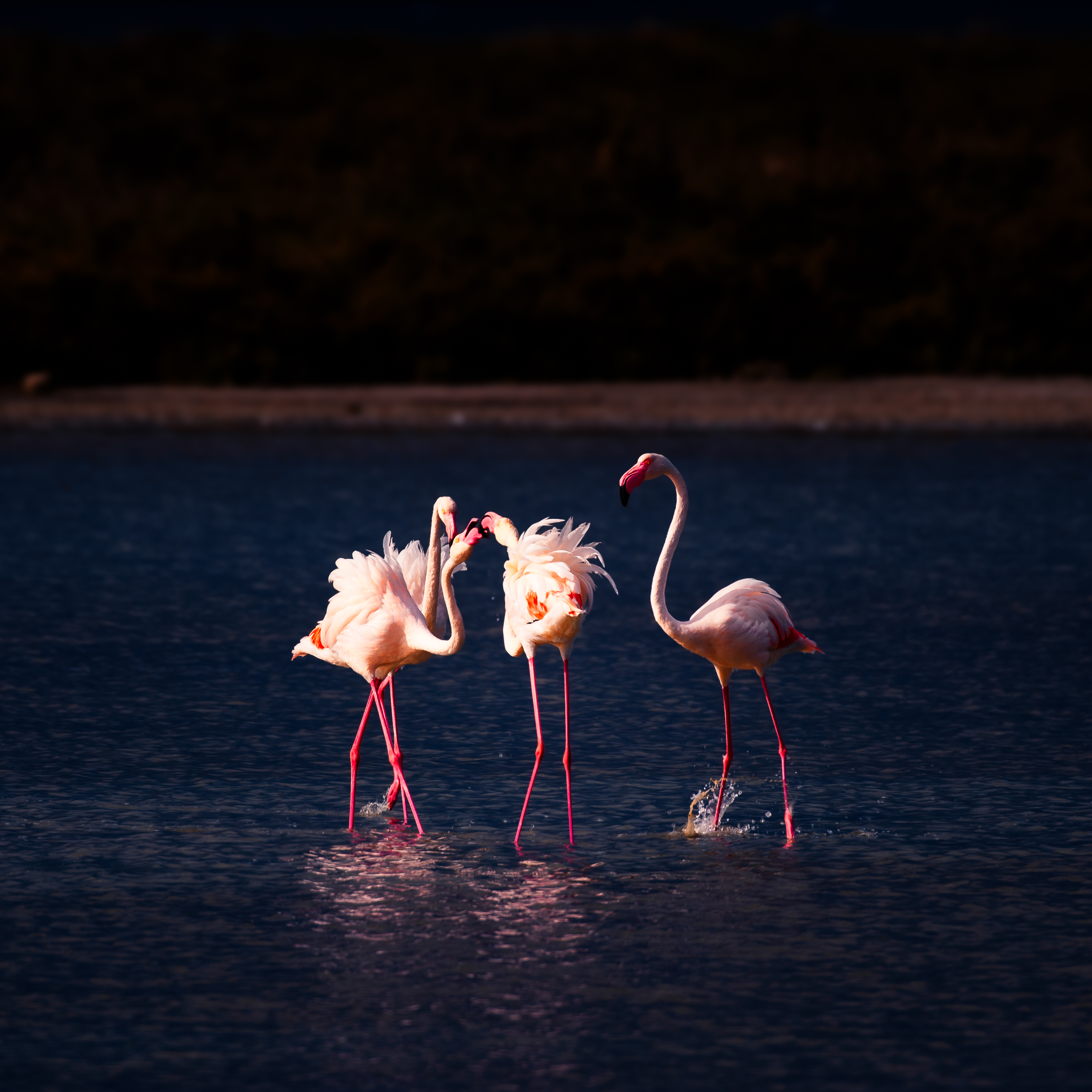 Sardinien Highlighttours 7258